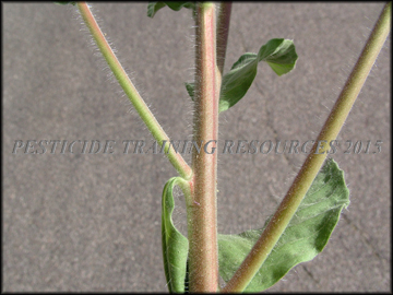 Stem