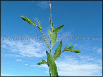 Foliage