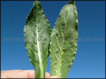 Leaves