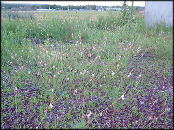 Plants
