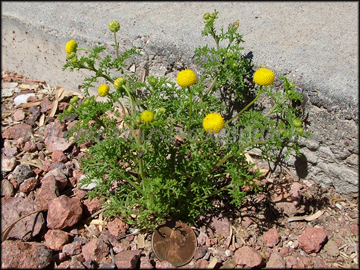 Foliage, Flowers