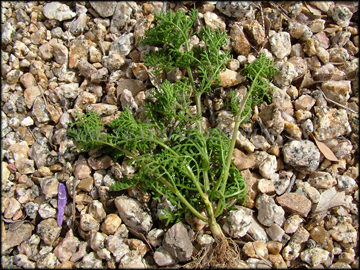 Plant, Foliage