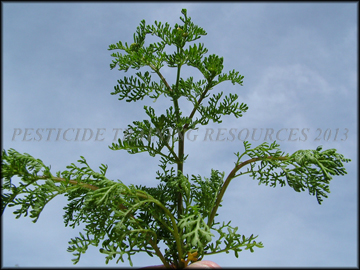 Foliage