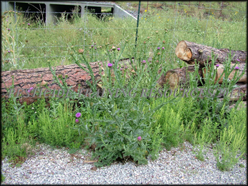 Mature Plant