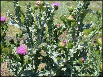Plants