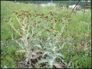 Mature Plant