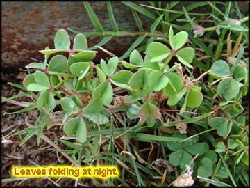 Leaves Folding
