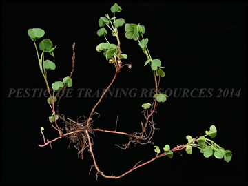 Leaves, Roots, Stems, Plants in Bermudagrass