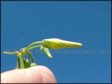 Flower Bud