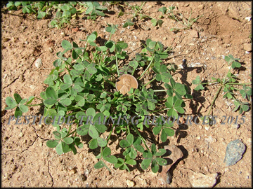 Small Plants