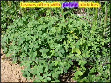Foliage