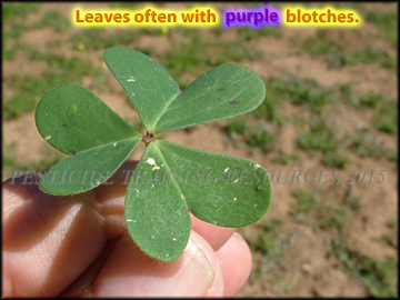 Leaves