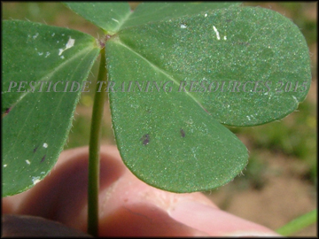 Leaves