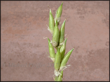 Seed Pods