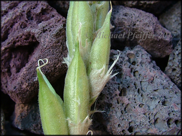 Seed Pods
