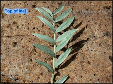 Top Of Leaf