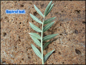 Bottom of Leaf