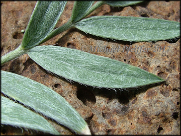 Top of Leaf