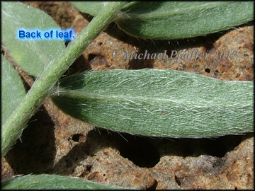 Bottom of Leaf