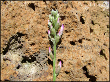 Young Inflorescence