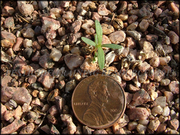 Seedling