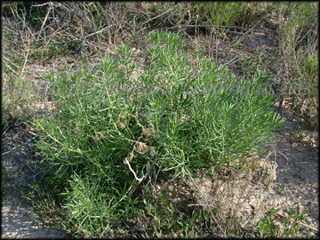 Mature Plant