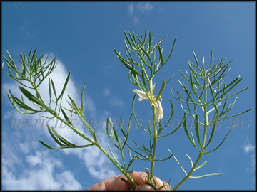Foliage