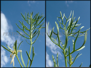 Bifurcate foliage
