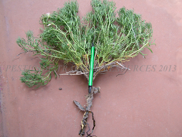 Plant and Root