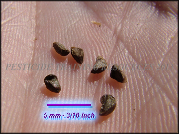Seed