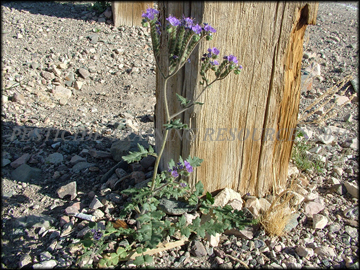 Large Plant