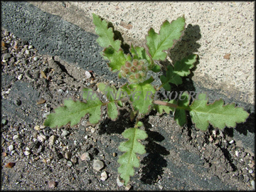 Small Plant