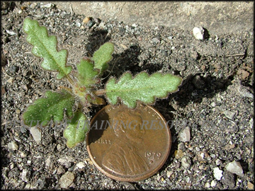  Small Plant