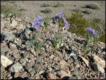 Plants and Habitat