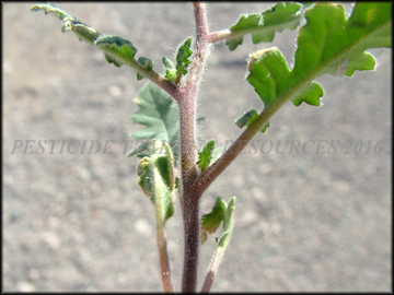 Stem