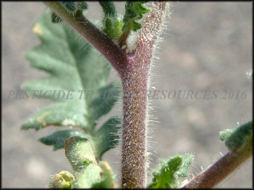 Stem