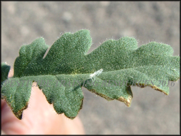 Top of Leaf