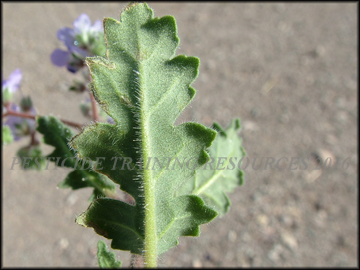 Bottom of Leaf