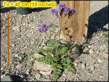 Large Plant
