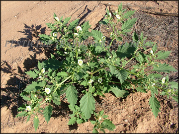 Flowering Plant