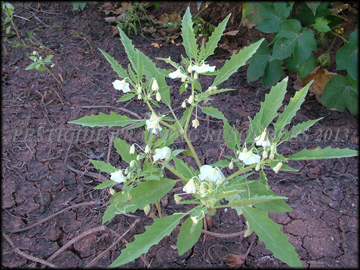 Flowering Plant