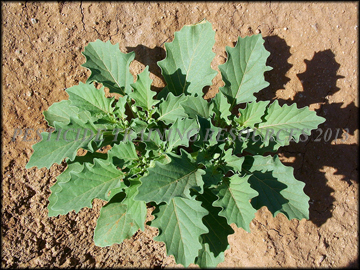 Foliage, Plant