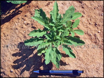 Plant