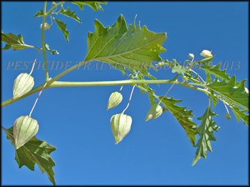 Fruit