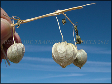 Fruit