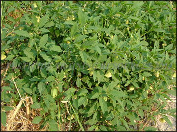 Seedlings