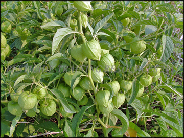 Plant
