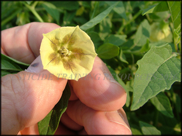 Flowers, Foliage