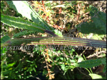 Stem