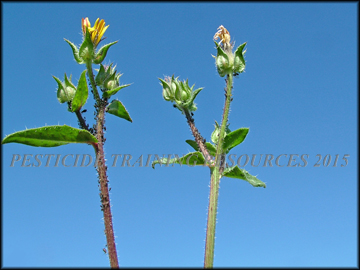 Inflorescence